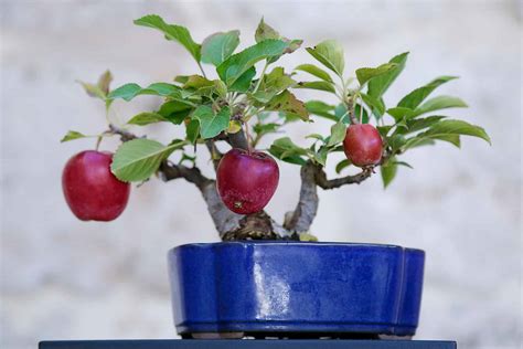 Small Bonsai Tree Fruit