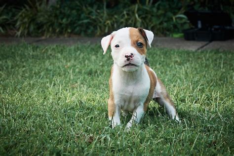 small breed pit bulls