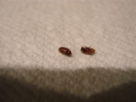 Small Brown Beetles In Kitchen