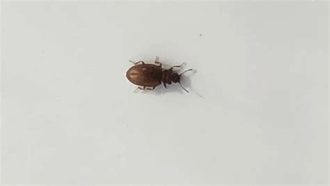 Small Brown Bug In Bathroom
