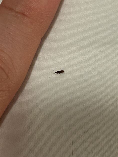 Small Brown Bugs In Bedroom