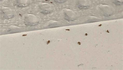 Small Brown Bugs In Kitchen