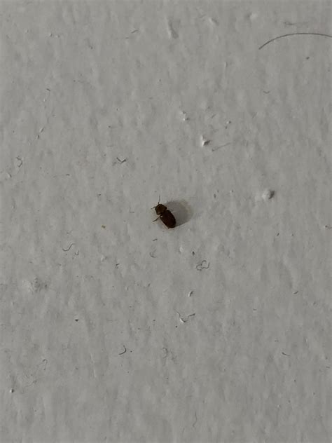 Small Bugs In House
