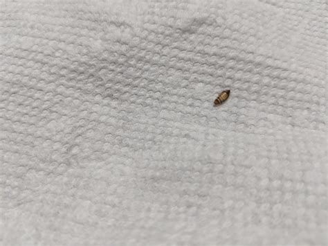 Small Bugs In My Bedroom