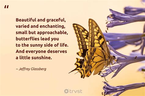 Small Butterfly Quotes