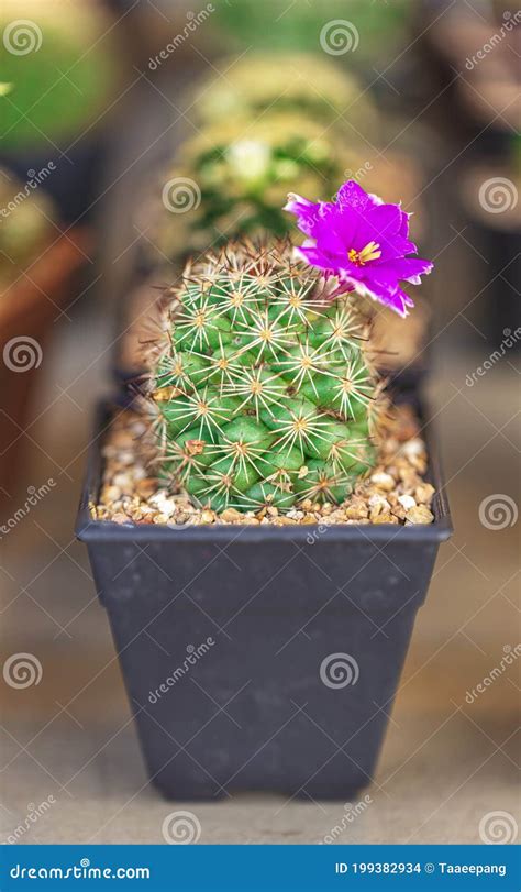 small cactus with flower