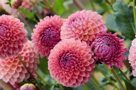 Small Dahlia Varieties