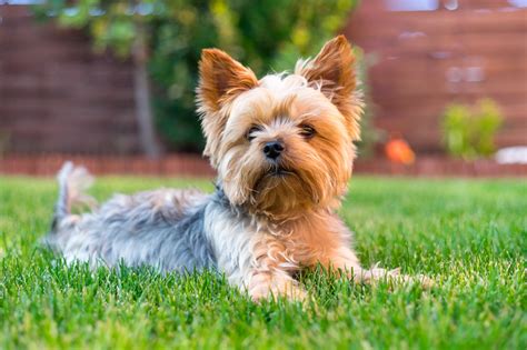 small dog breeds that don't shed hair