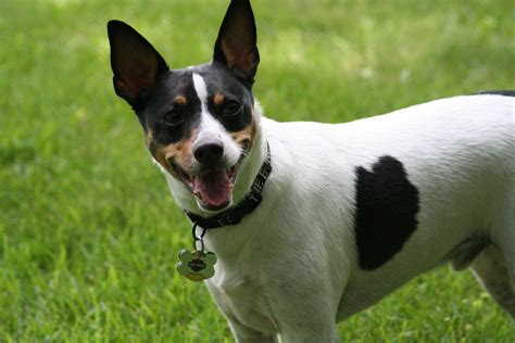 small dog breeds with pictures rat terrier