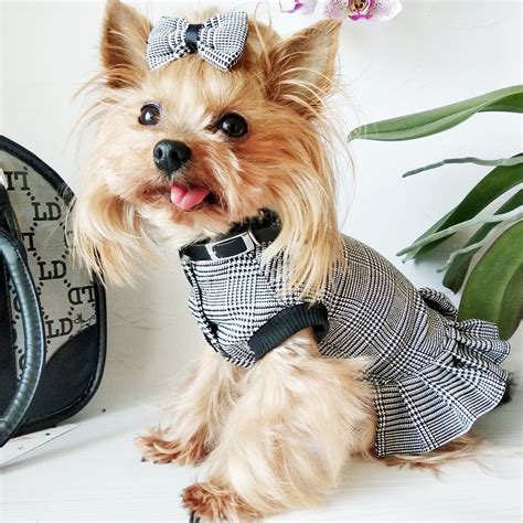 Small Dog Outfits Uk