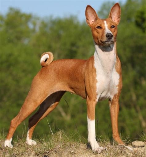 small dog with a curly tail