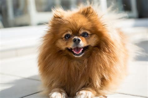 Small Dogs – The Perfect Pet Choice For Families