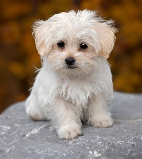 small dogs with best temperament