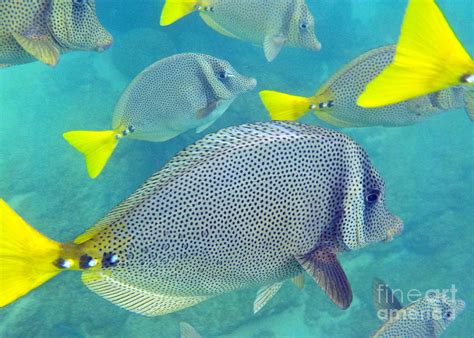 small fish sea of cortez