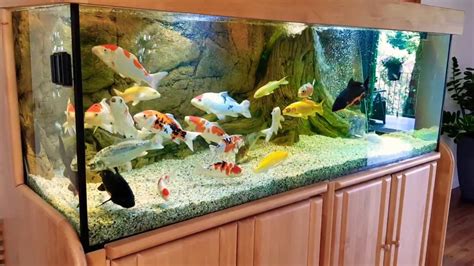 Small Fish Tank Koi
