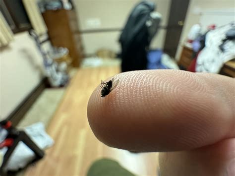 Small Flies In Bedroom