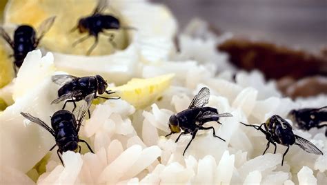 Small Fly Infestation In Bedroom