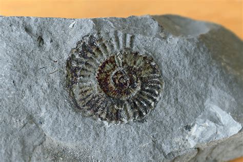 Small Fossils In Rocks