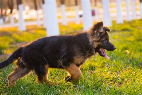 small german shepherd looking dog