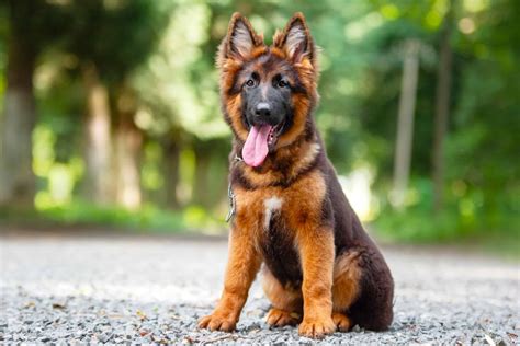 small german shepherd type dog