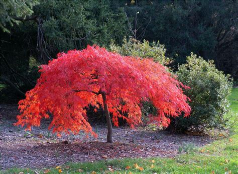 small japanese maple trees for landscape