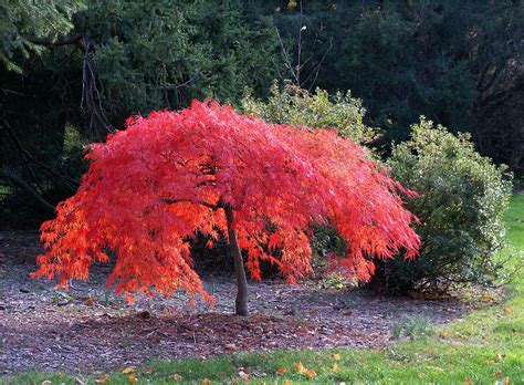 small japanese maple varieties