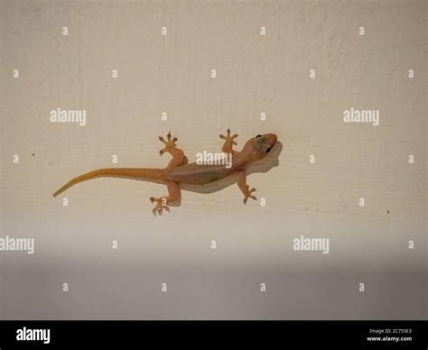 Small Lizard Found In House