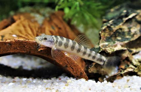 small loaches for sale