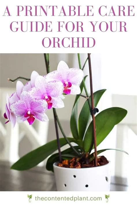Small Orchid Care Printable