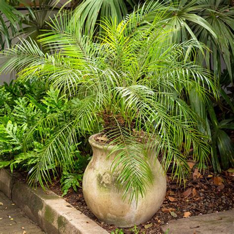 Small Palm Trees For Patio
