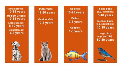 Small Pet Lifespan