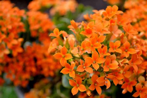 small plant with orange flowers