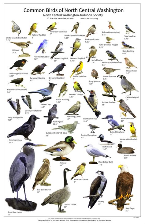Small Printable Bird Guide