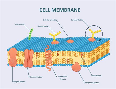 Small Printable Image Of Cell Membrane