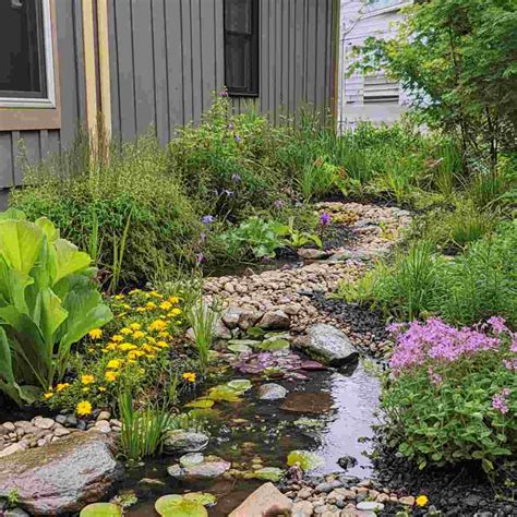 Rain Gardens Offer Option for Problem Areas of Yard Gardening in the