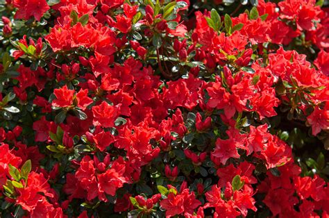 Small Red Flower Bush