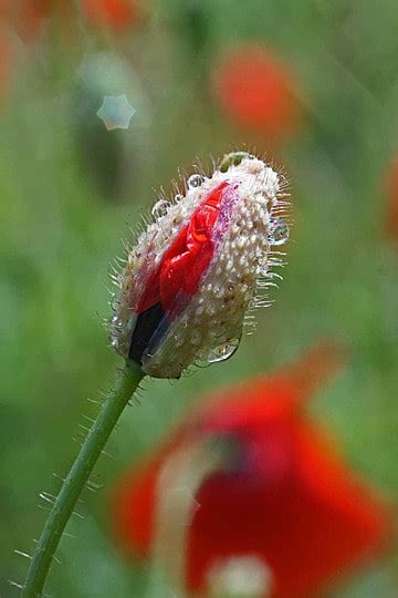 Small Red Flower Weed