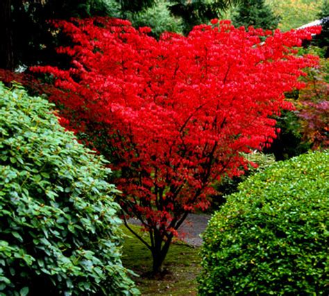 small red japanese maples