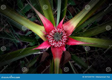 Small Red Pineapple