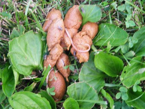 Small Stringy Dog Poop