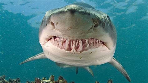 small tooth tiger shark uk