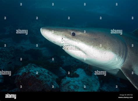 small toothed sand tiger shark