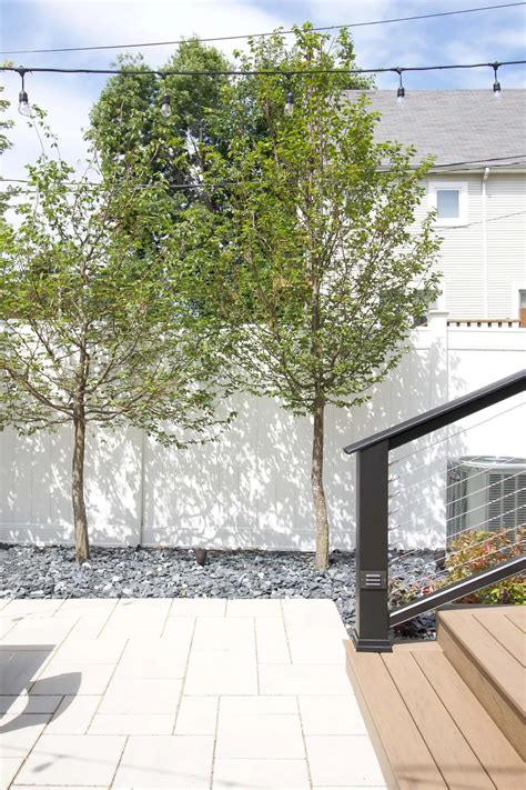 Small Tree Next To Patio