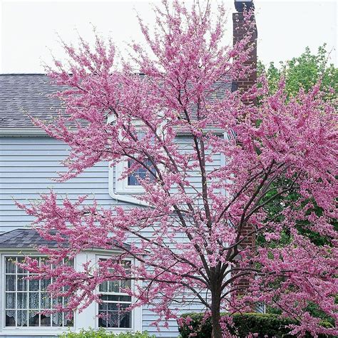 Small Trees For Front Yard Manitoba