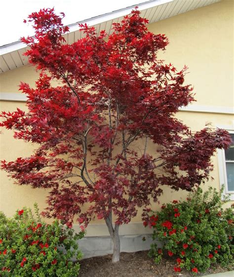 small upright japanese maple