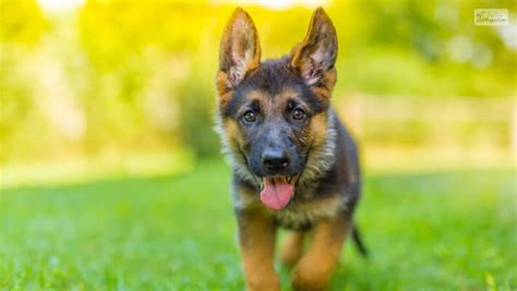 small version of german shepherd