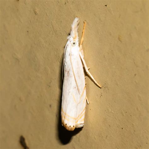 Small White Moths In Bedroom