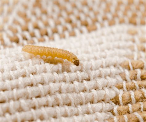 small worms in carpet and bed