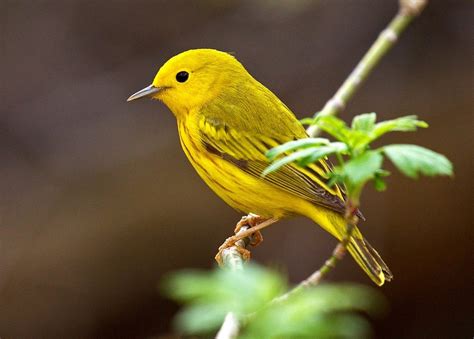 Discover 7 Insights small yellow birds Their Fascinating World Uncovered
