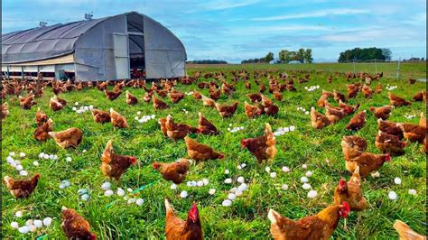Small-Scale Poultry Farming Uk